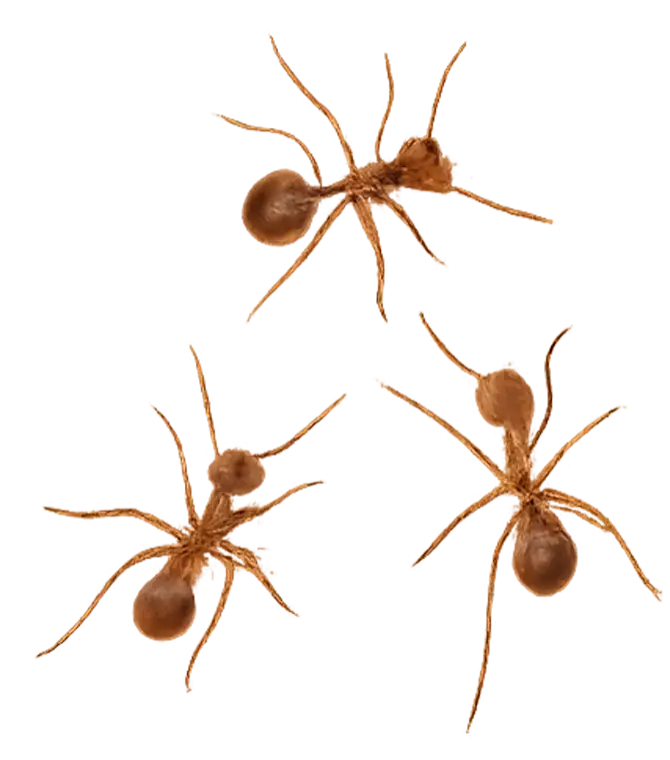 Ants control Lake of the Ozarks - Ants identification guide Missouri