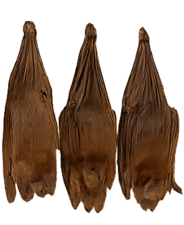 Bats control Lake of the Ozarks - Bats identification guide Missouri