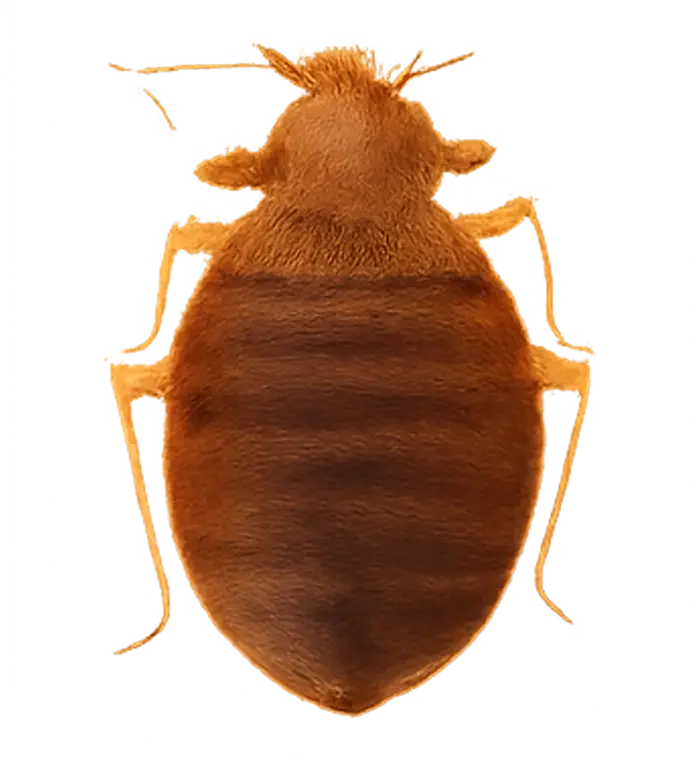 Bed Bugs control Lake of the Ozarks - Bed Bugs identification guide Missouri