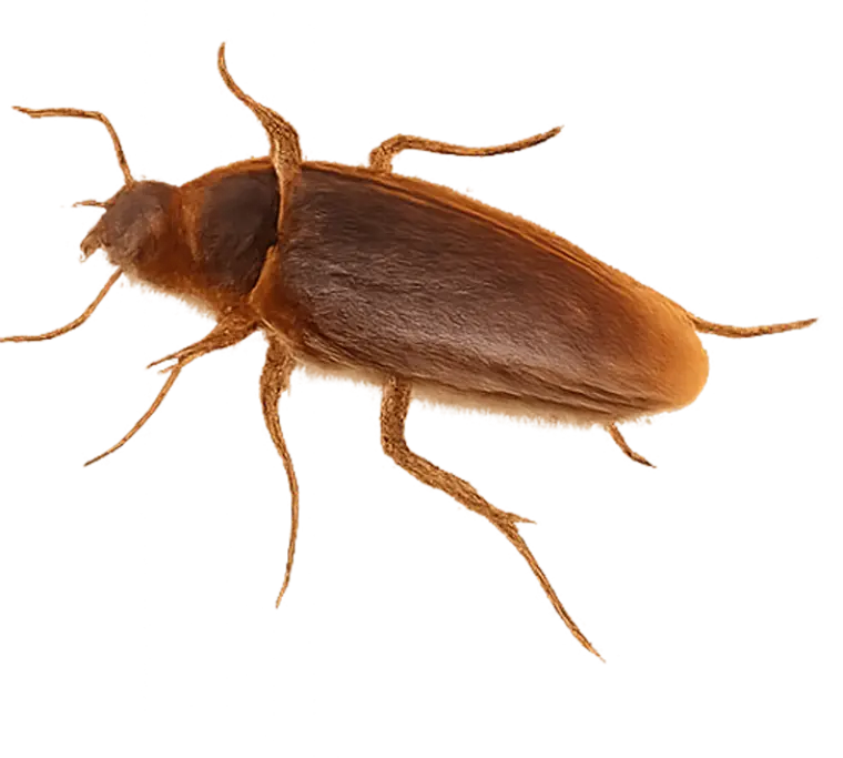 Cockroaches control Lake of the Ozarks - Cockroaches identification guide Missouri