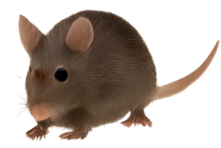 Mice control Lake of the Ozarks Missouri - professional mice removal services Camdenton