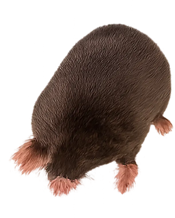 Moles control Lake of the Ozarks Missouri - professional moles removal services Camdenton