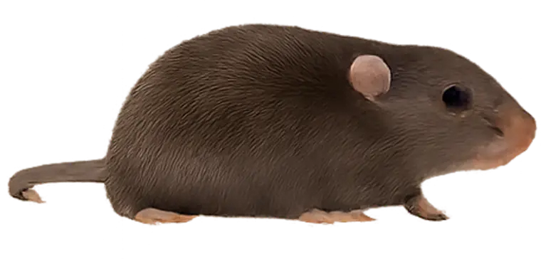 Rats control Lake of the Ozarks - Rats identification guide Missouri