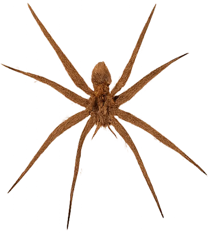 Spiders control Lake of the Ozarks - Spiders identification guide Missouri